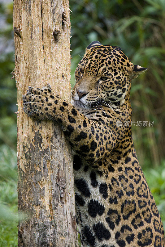 美洲虎(Panthera onca) -巴西
